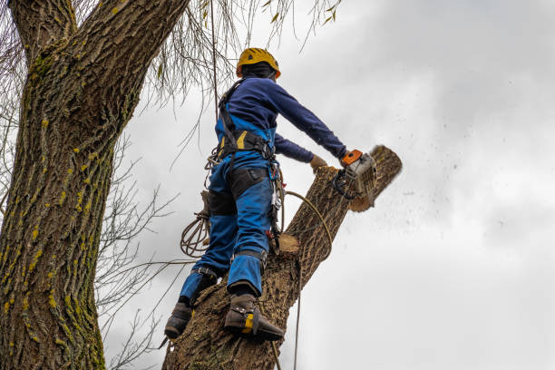 How Our Tree Care Process Works  in  Swartz Creek, MI