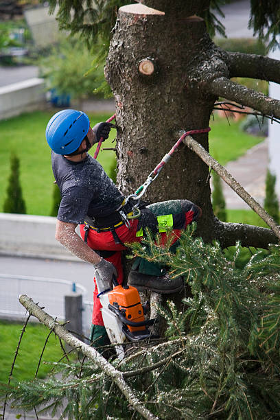 Best Arborist Consultation Services  in Swartz Creek, MI