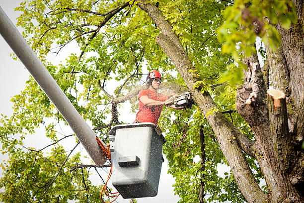 Best Tree Risk Assessment  in Swartz Creek, MI